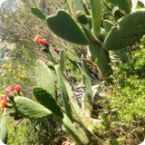 Cacti in bloom are abundant, growing wild on the hills and valleys surrounding Sant Jeroni de la Murtra.