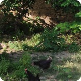 The chicken flock which provides fresh, free range eggs.