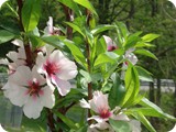 Peach blossoms in bloom...