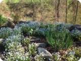Seemingly appropriate...Perennial "Forget-Me-Not" spread each Spring through the wakening garden.