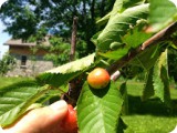 The young orchard begins to bear fruit - first year for cherries, apples, pears, & raspberries.  Plum, peach, & blueberry are still being nurtured to produce.